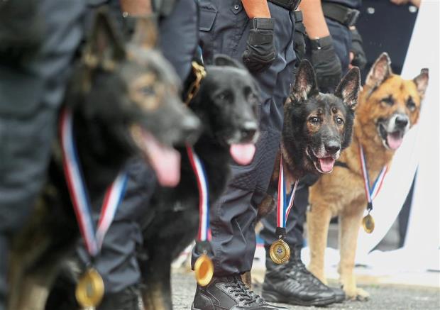 When a dog gets more awards than you :( Image from The Star
