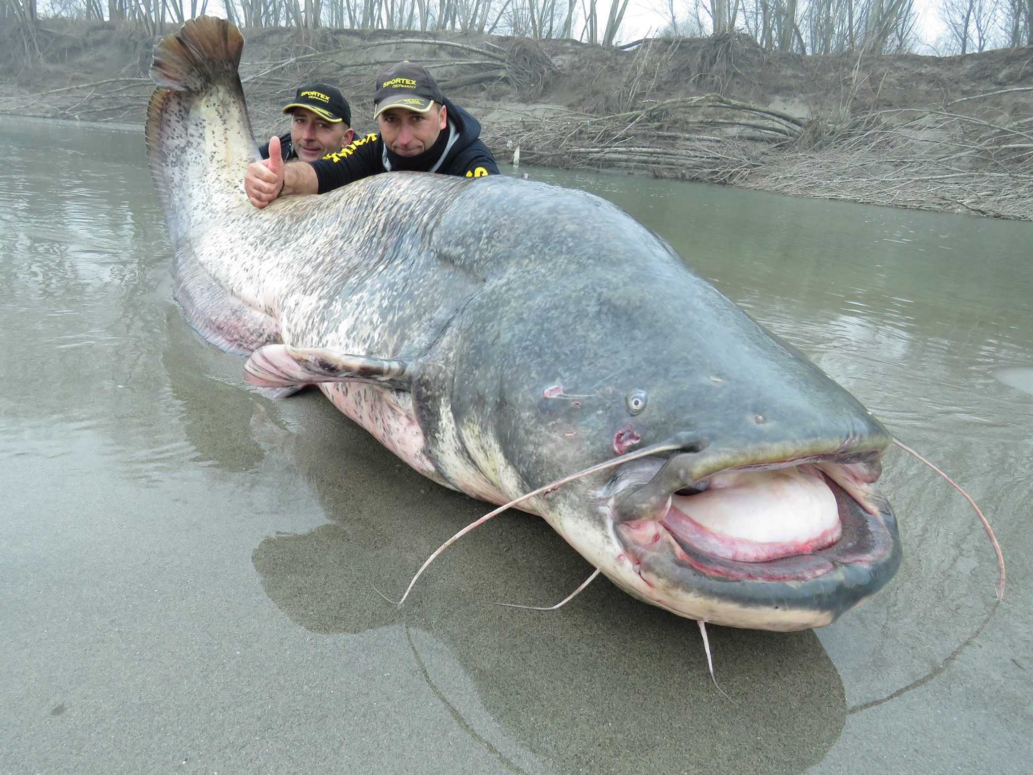 Holy carp! Just look at how big this catfish is!! Img from NTD India