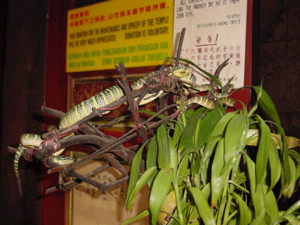 The reptiles on show at the Snake Temple. Image from Malaysia Site