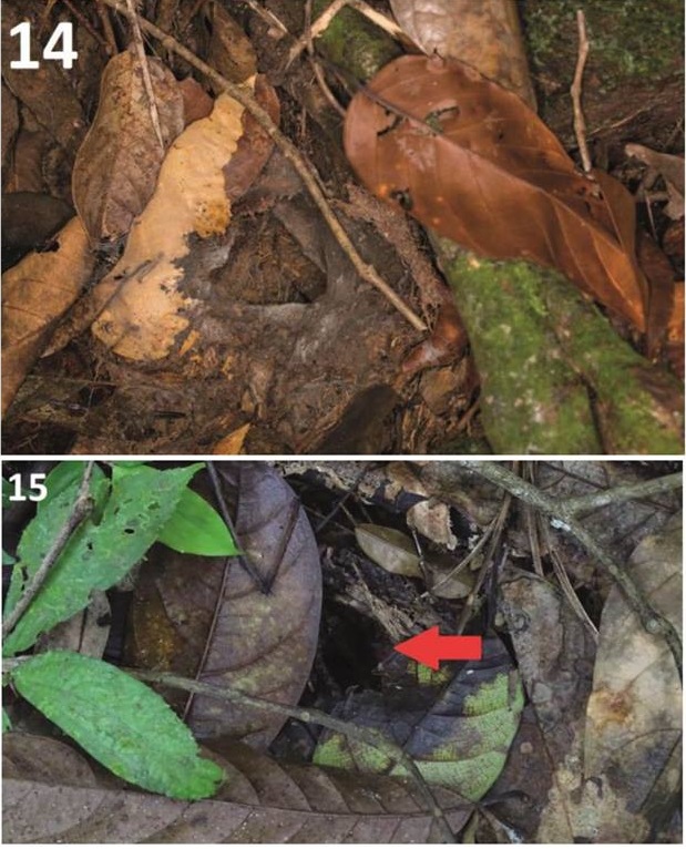B. simoroxigorum nests. Img from Borneo Tarantula Expedition's Facebook.