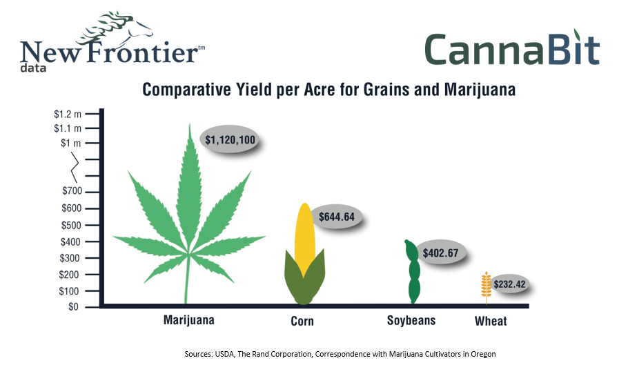 comparative yields per acre for grains and marijuana
