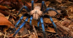 New species discovered in Sarawak is being called the “World’s Most Beautiful Spider”