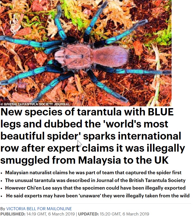 Tarantula malaysia