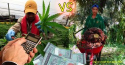 Selangor DUN says GANJA much more profitable than Palm Oil. We compare the two crops.