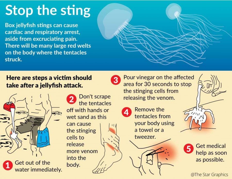 You’ll never guess the reason behind the Malaysian jellyfish invasion