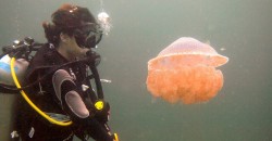 You’ll never guess the reason behind the Malaysian jellyfish invasion