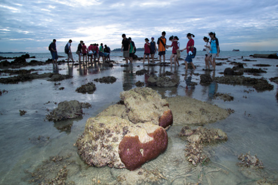 Singaporeans exploring the coral reefs around Semakau. Image from Ministry of National Development SG
