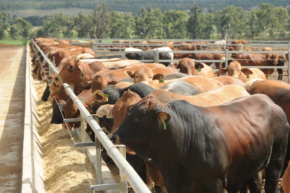A modern feedlot in Australia. Img from BeefCentral.