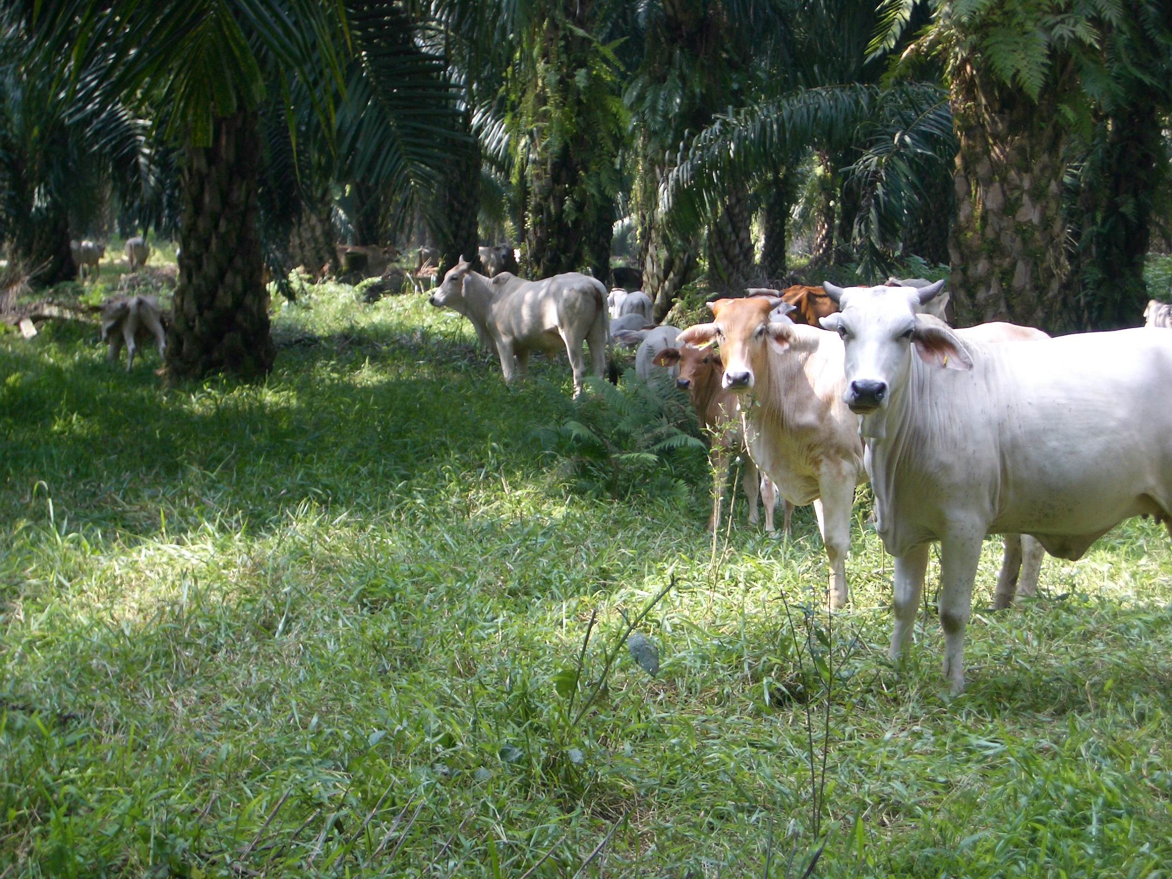 Cows chilling in a palm oil plantation. With grass. Img from SEA Beef Market Report.