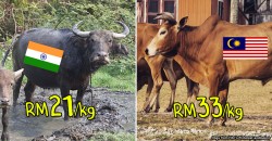 How did Malaysian beef become more expensive than imported beef!?