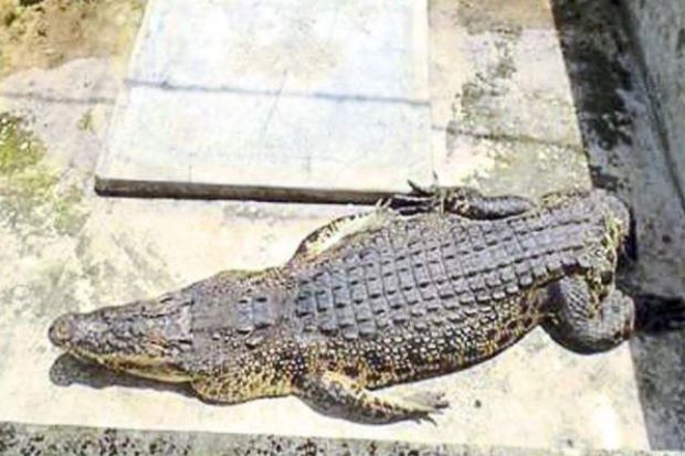 Sad croc. Image from The Star.