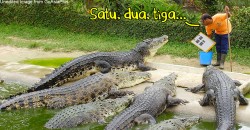Why are people asking the gomen to audit… Malaysian crocodile farms!?