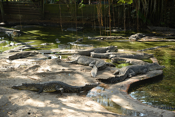 Miri Croc Farm. Image from Borneo Post.