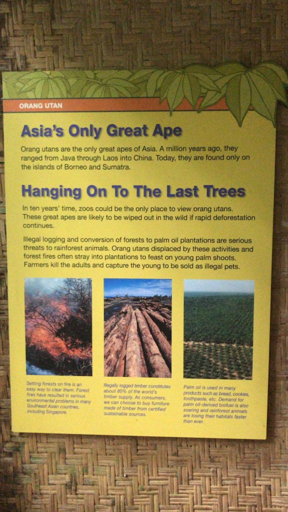 The sign next to the orangutan enclosure. Image from Channel News Asia.