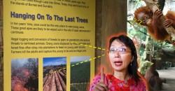 Teresa Kok triggered by Singapore Zoo claiming palm oil kills Orang Utans. How true is it?