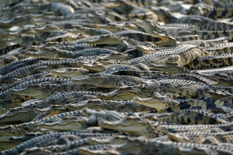 Too many crocs. Image from Athit Perawongmetha/Reuters.