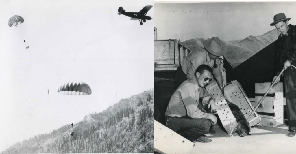 Are you furreal? Parachuting beaver image from Boise State Public Radio