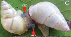 When it comes to mating, these snails on Pulau Kapas goes against the norm. Here’s how.