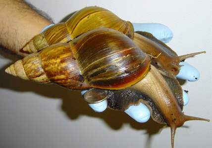 They're called Giant African Snails in English. Img from Sally Kneidel, PhD.