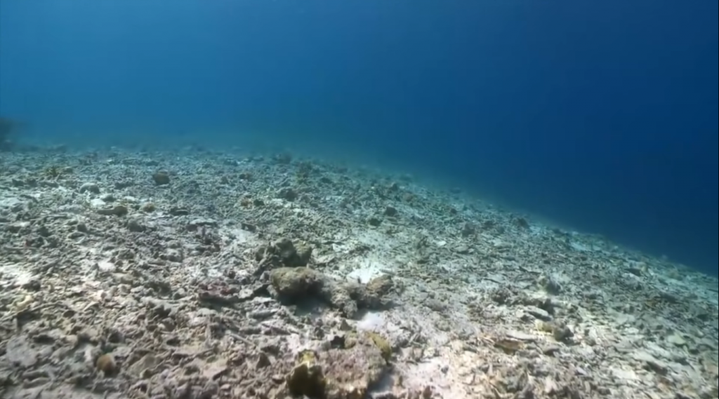 What used to be a plethora of coral reefs near Pom Pom island is now a barren wasteland. Image from Meeting Malaysia's Fish Bombers