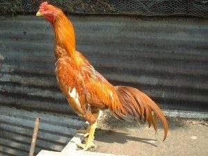 Kampung chicken. Image from Backyard Chickens.