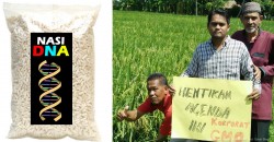 Malaysia just made its first gene-modified rice. Why are farmers against it?