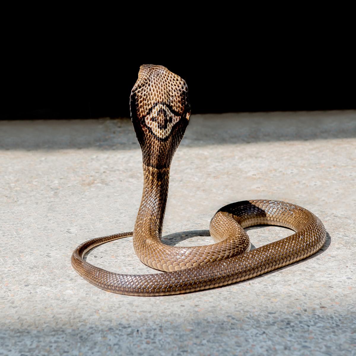 Naja kaouthia (a.k.a monocled cobra). Image from Khao Sok.