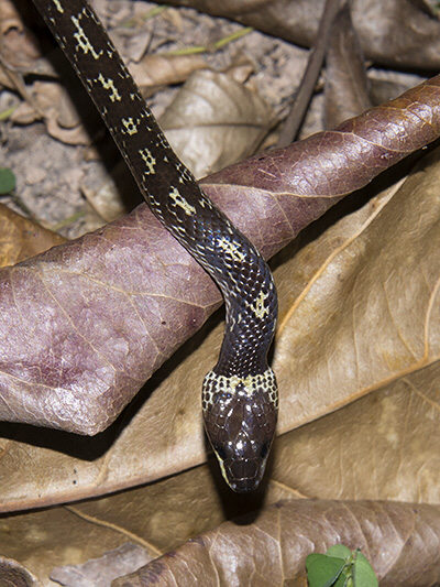 Lycodon capucinus a.k.a Common wolf snake. Image from Ecology Asia.