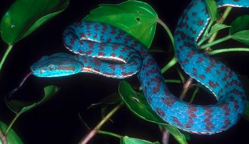 Popeia buniana a.k.a Fairy pit viper. Image from L. Lee Grismer.