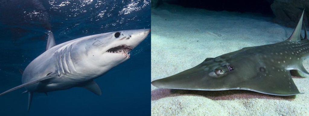 Left: Mako shark; Right: Giant guitarfish. Images from Two Oceans and ThoughtCo