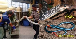 Venomous or not? Here’s a handy list of snakes commonly found in Malaysian houses