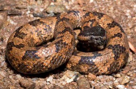 Ovophis convictus a.k.a mountain pit viper. Image from Chan Kin Onn.
