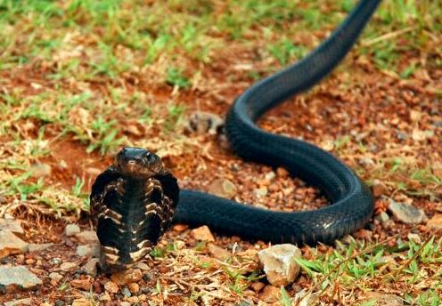 Naja sumatrana a.k.a Equatorial or Sumatran Spitting Cobra. Image from Norhayati A.
