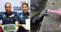 Perhilitan just killed more than 2,000 baby turtles. And that might’ve been a good thing.
