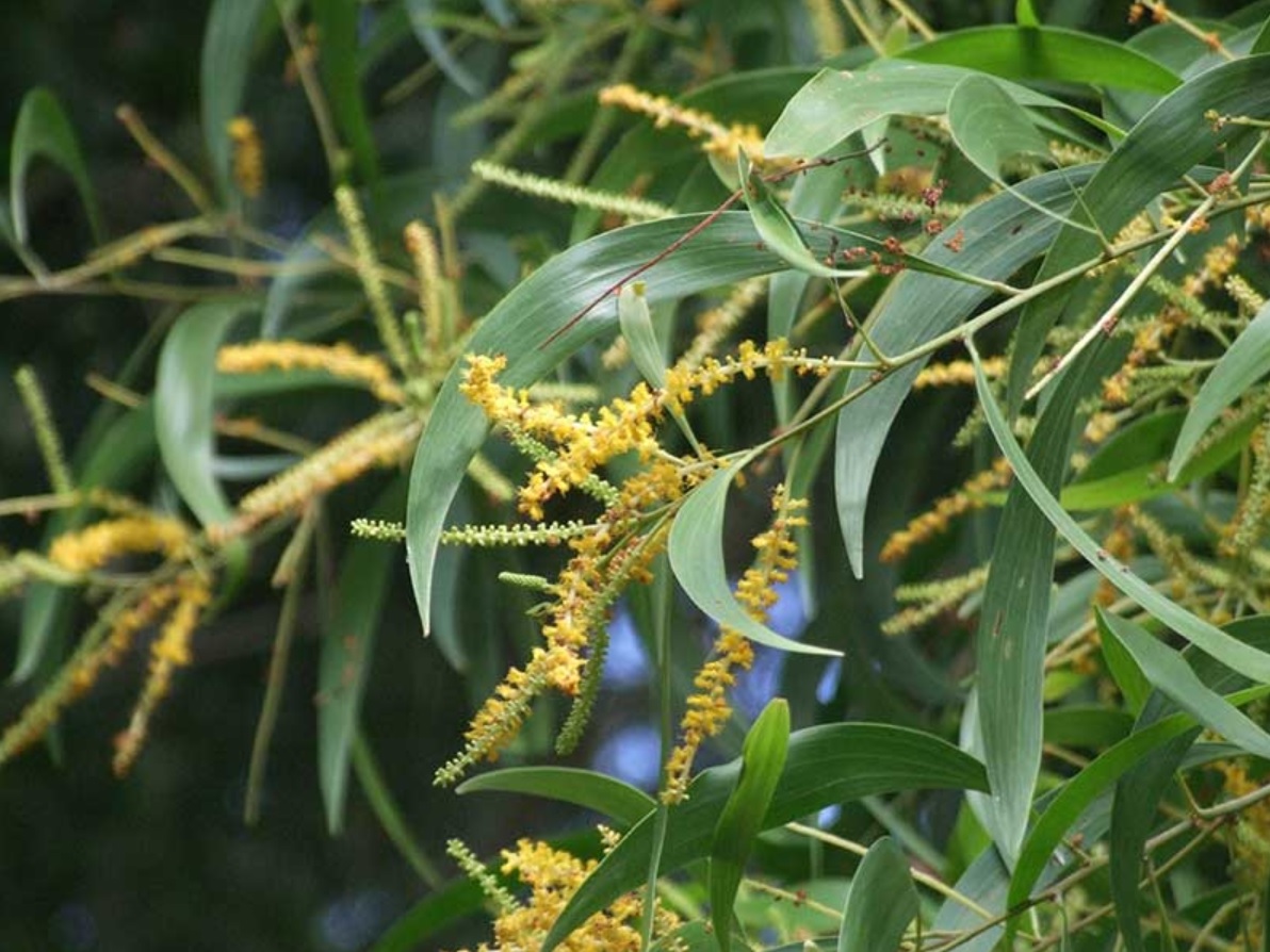The yellow acacia's leaves and flowers. It used to be a popular roadside tree. Img from CTAHR Hawaii.