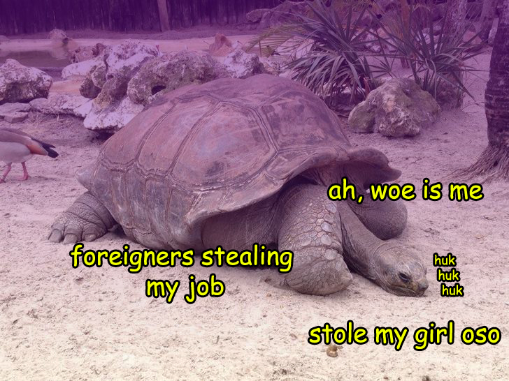 Turtles can sometimes feel sidelined as a side effect of globalization. Img from Imgur.