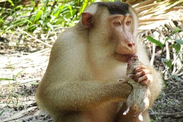 Greedy killer monkeys found eating large rats in Malaysia, leaving