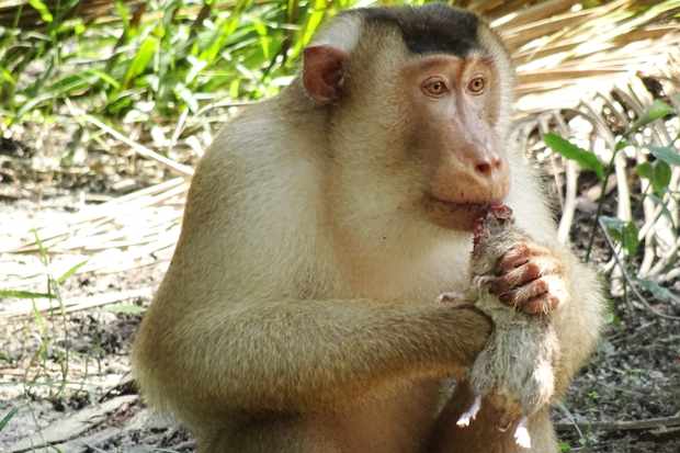 Greedy killer monkeys found eating large rats in Malaysia, leaving  scientists 'stunned