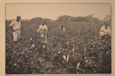 Malay workers picking cotton... Img from Think Archipelago.