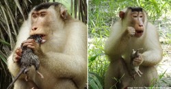 These endangered monkeys eat RATS… and end up saving Malaysian plantations billions