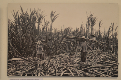 ...and harvesting sugarcane.