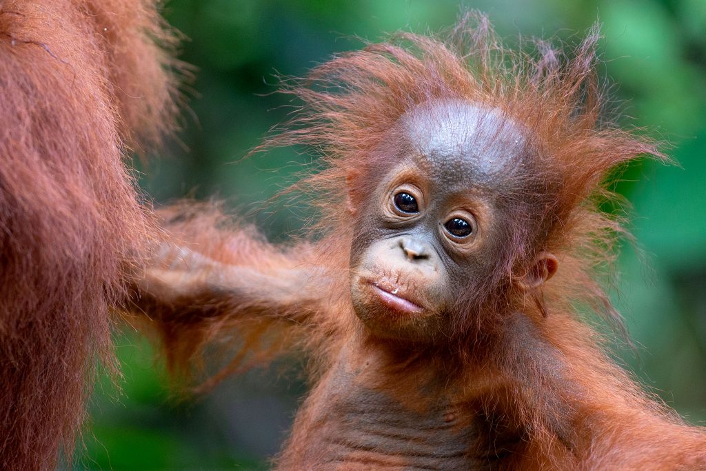 A very cute orangutan, image by Caters News