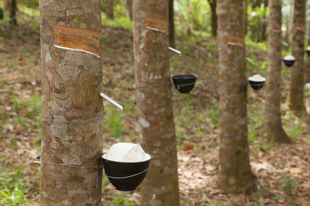 Lumpy rubber in cups. Img from Global Rubber Markets.