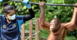 A M’sian NGO claims that tourist volunteers in Sabah are bad for orangutan conservation