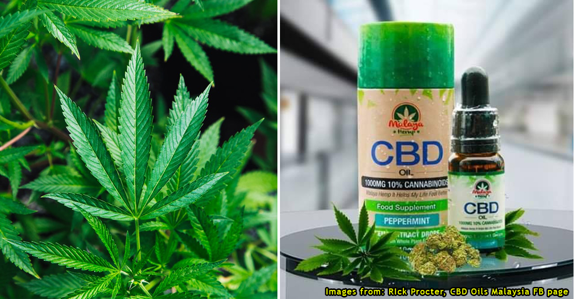 Ganja Is Illegal In Malaysia But Cbd Oils Are Being Sold Online What S The Difference