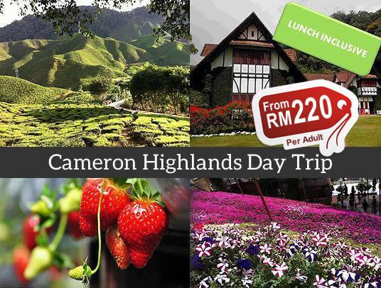 The many things you can find in Cameron Highlands. Img from mytravellane.com