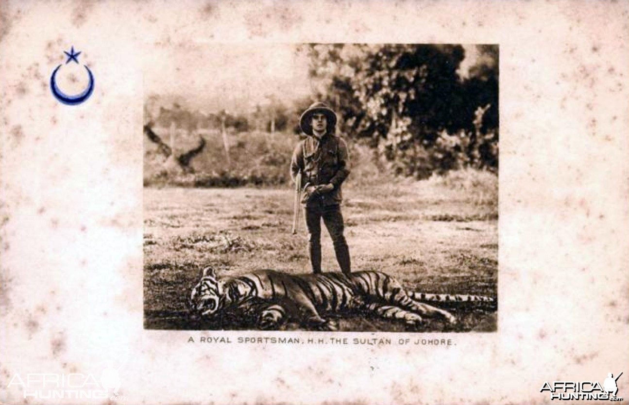 Seems to be Sultan Ibrahim with a tiger, circa 1899. Img from AfricaHunting.