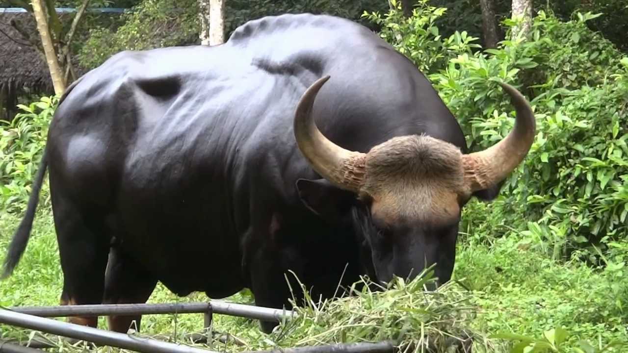 Malayan gaur? More like Malayan gainz. Img from Melaka's YouTube.