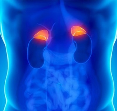 Orange = adrenal glands. Image from Johns Hopkins Medicine