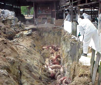 Pigs being killed to stem the outbreak. Img from FAO.